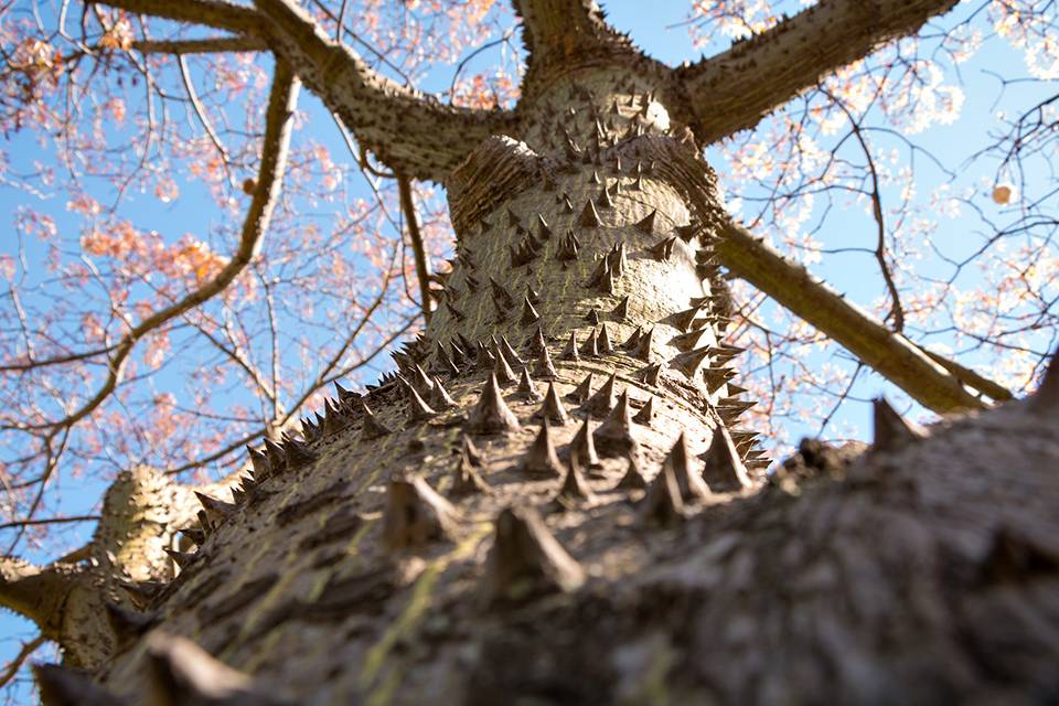 casas-en-venta-tepoztlan-jardin-arboles
